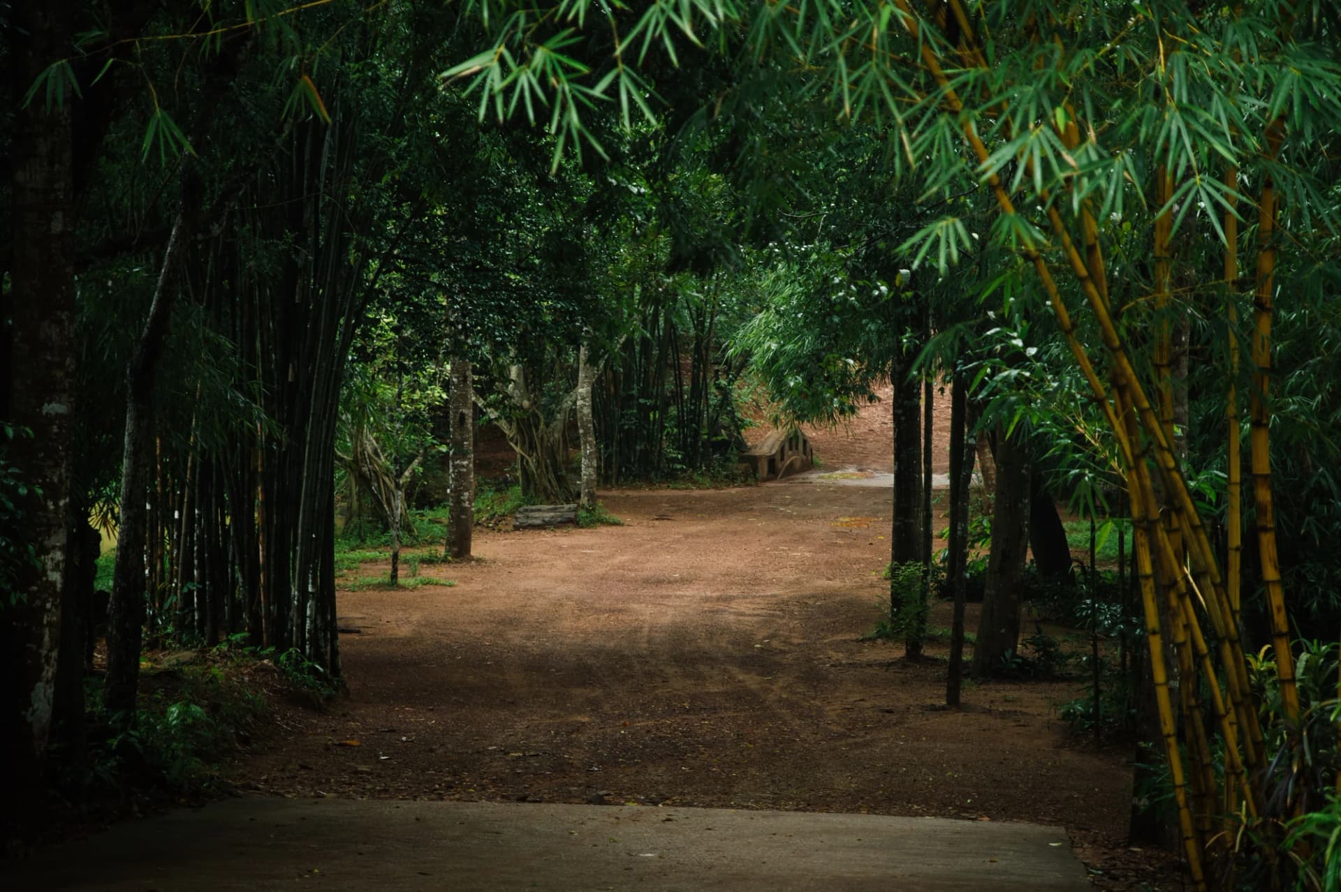 Vietnamese bamboo: